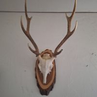 Gweih Sikahirsch auf Holzbrett