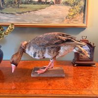 vintage Präparat, Gans, Taxidermie, auf Holzsockel montiert