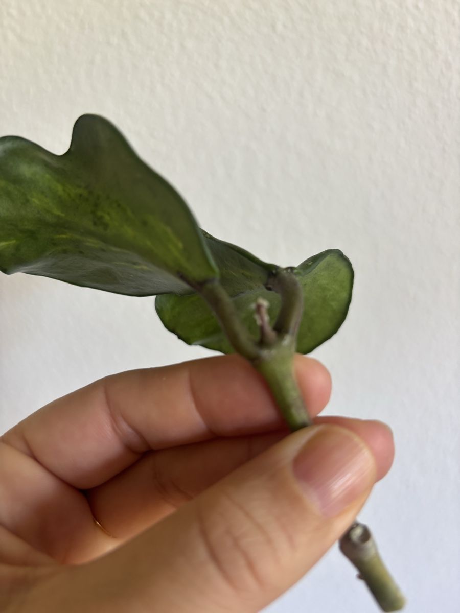 Piante & sementi: Hoya Obovata Variegata Splash – Usato da olten venduto da momo2417 4