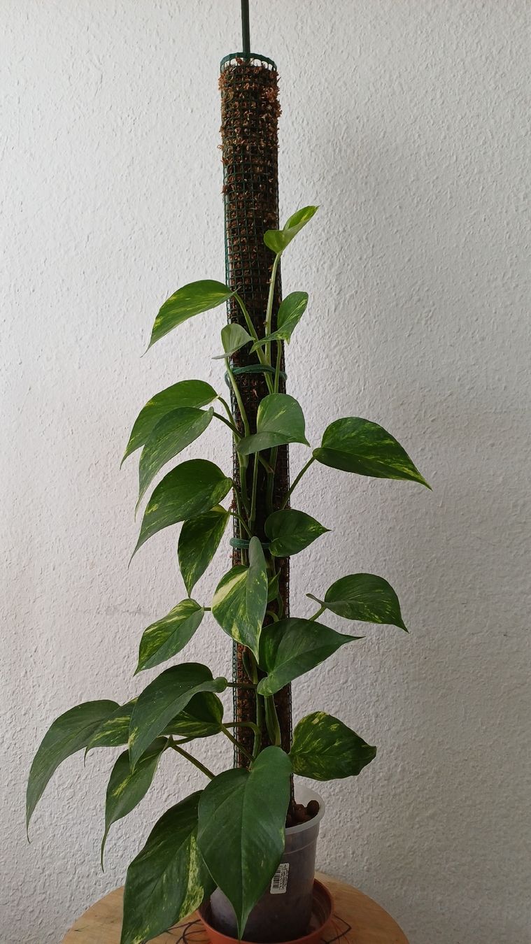 Piante & sementi: Golden Pothos  – Usato da Bern venduto da uwi_8t7x