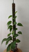 Golden Pothos 