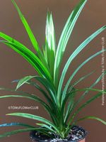 Pandanus Amaryllifolius - Seltenheit für Deine Sammlung