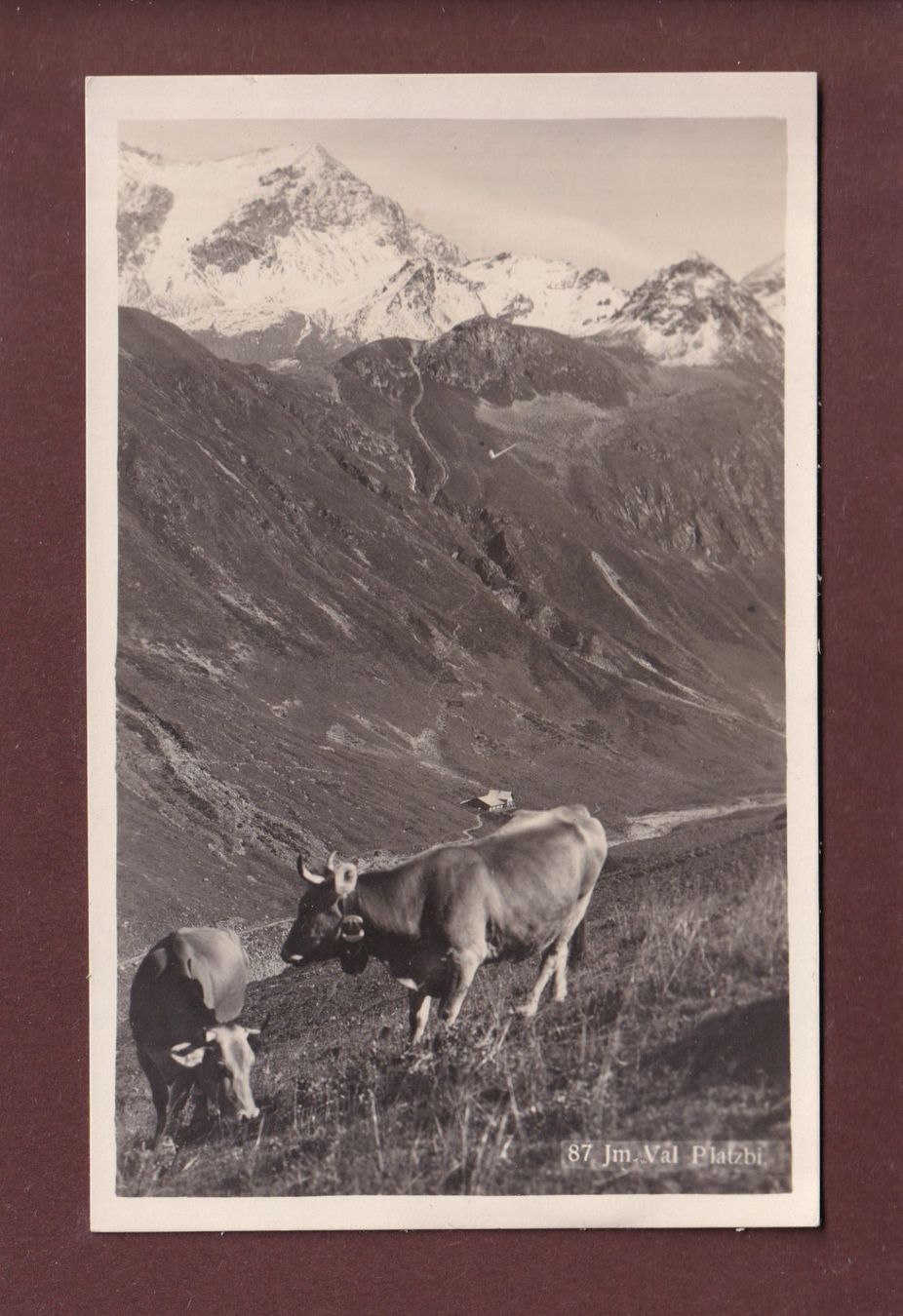Cartoline postali: Foto - Im VAL PLATZBI - Kühe – Usato da Pully venduto da nicecards