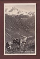 Foto - Im VAL PLATZBI - Kühe