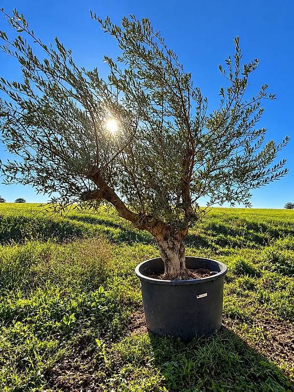 Piante & sementi: Olivenbaum Nr. 1 "Winterhart" – Nuovo e nell'imballaggio originale da Zuckenriet venduto da Thur_Plant 1
