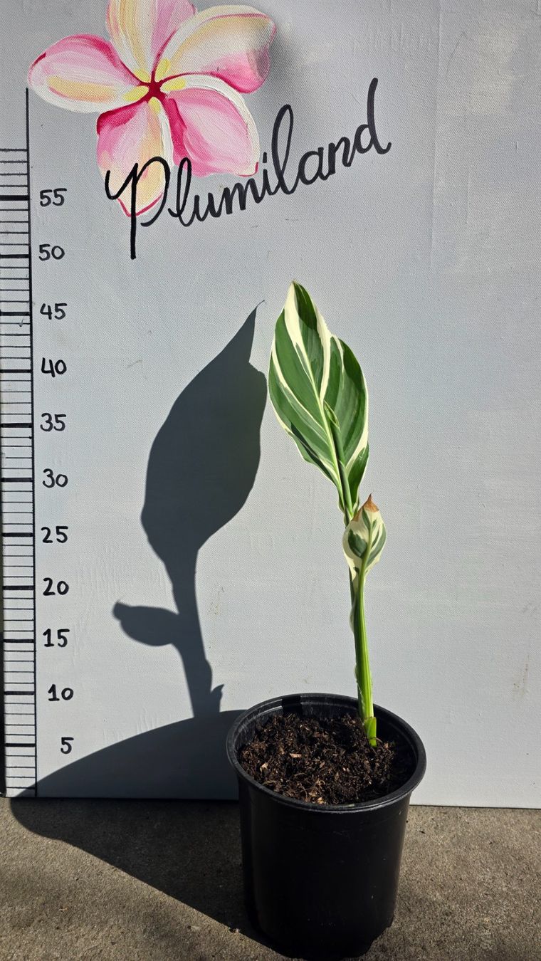 Piante & sementi: Canna Variegata – Nuovo (secondo la descrizione) da St.Erhard venduto da Plumilandschweiz 1