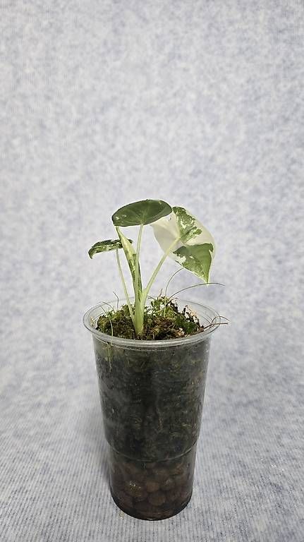 Piante & sementi: Alocasia Frydeck Variegata  – Usato da Arbon venduto da Elena.... 1