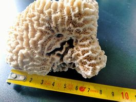 Natural Ocean Brain Coral - Natürliche Hirnkoralle Aquarium