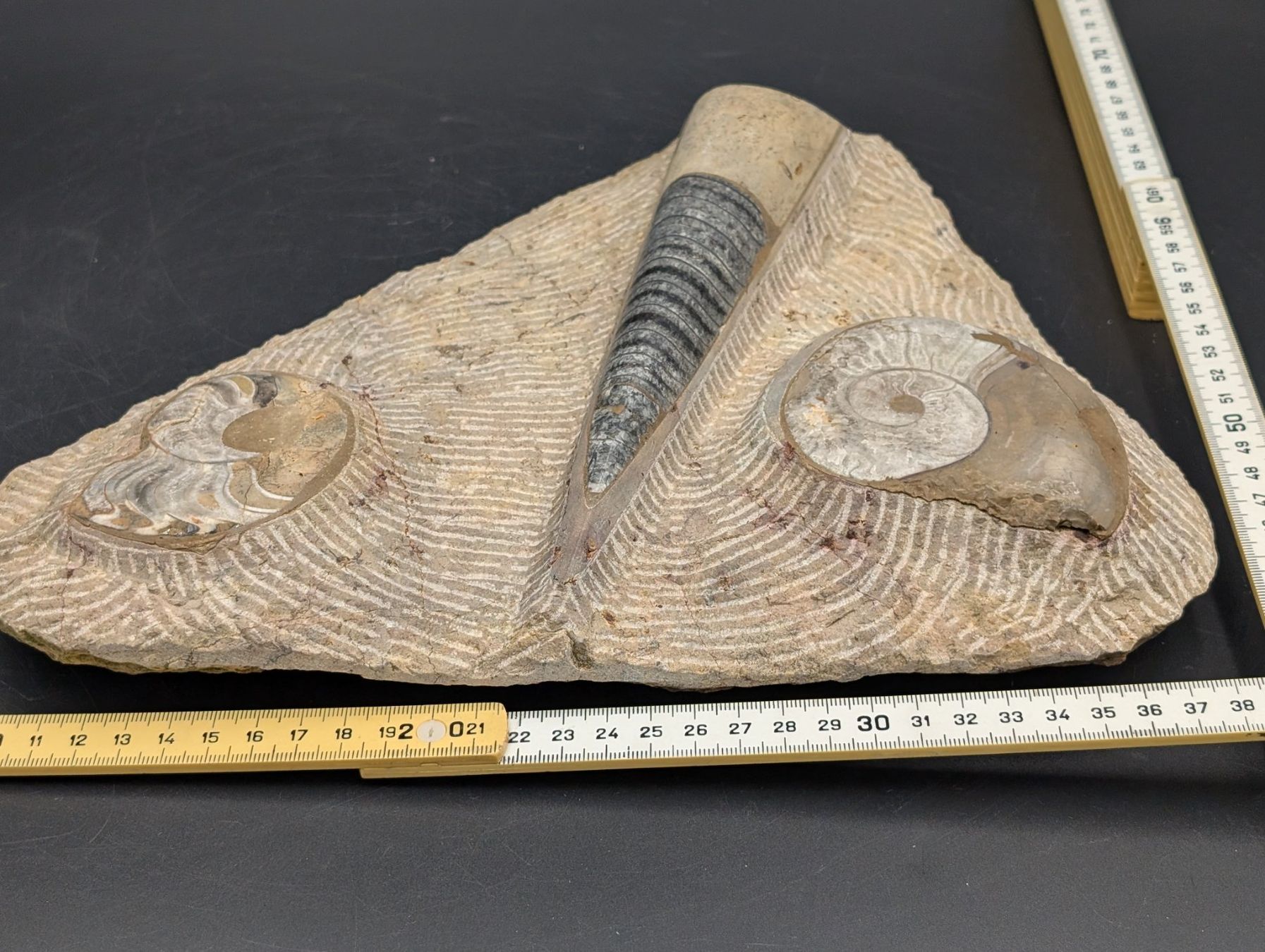 Fossili: Fossil Ammonit Belemnit? im Jura-Gestein? Versteinert – Usato da Winterthur venduto da Hint17 1