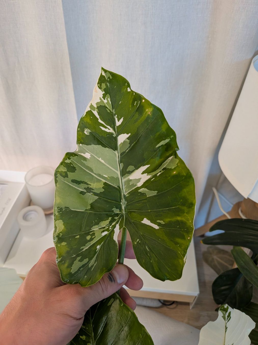 Piante & sementi: Bulbe Alocasia Okinawa Silver – Usato da Genève venduto da Venellah 3