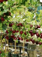 Ab 15.- fr! Winterharte Rote Stachelbeere Hinnonmäki 20 Same