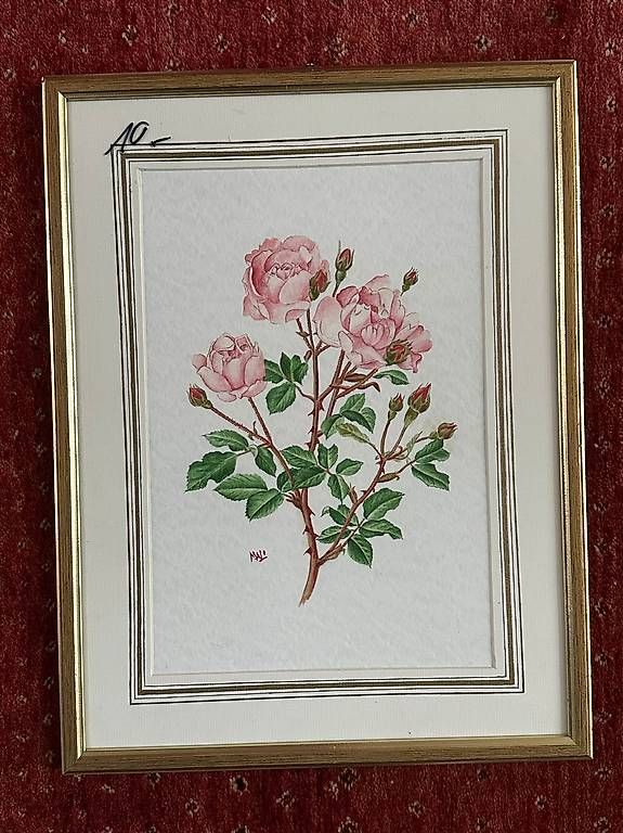 Foto & Immagini: Blumenbilder – Usato da Au SG venduto da andrina.mb 4