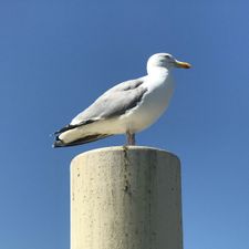 Profile image of seagull