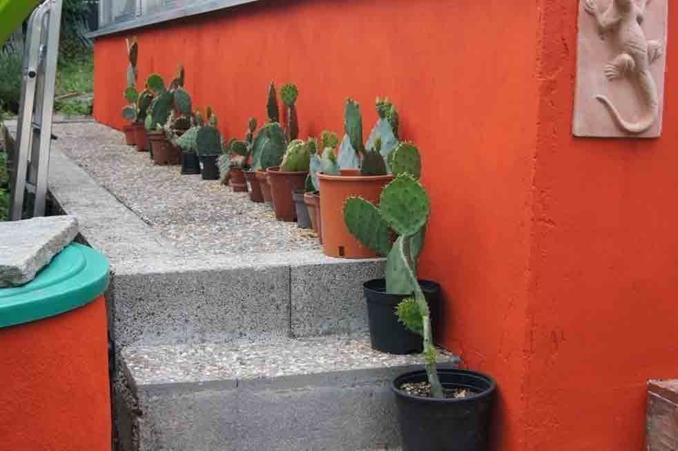 Piante & sementi: Winterharter Kaktus Opuntia engelmannii – Nuovo (secondo la descrizione) da Geroldswil venduto da botanicals 3