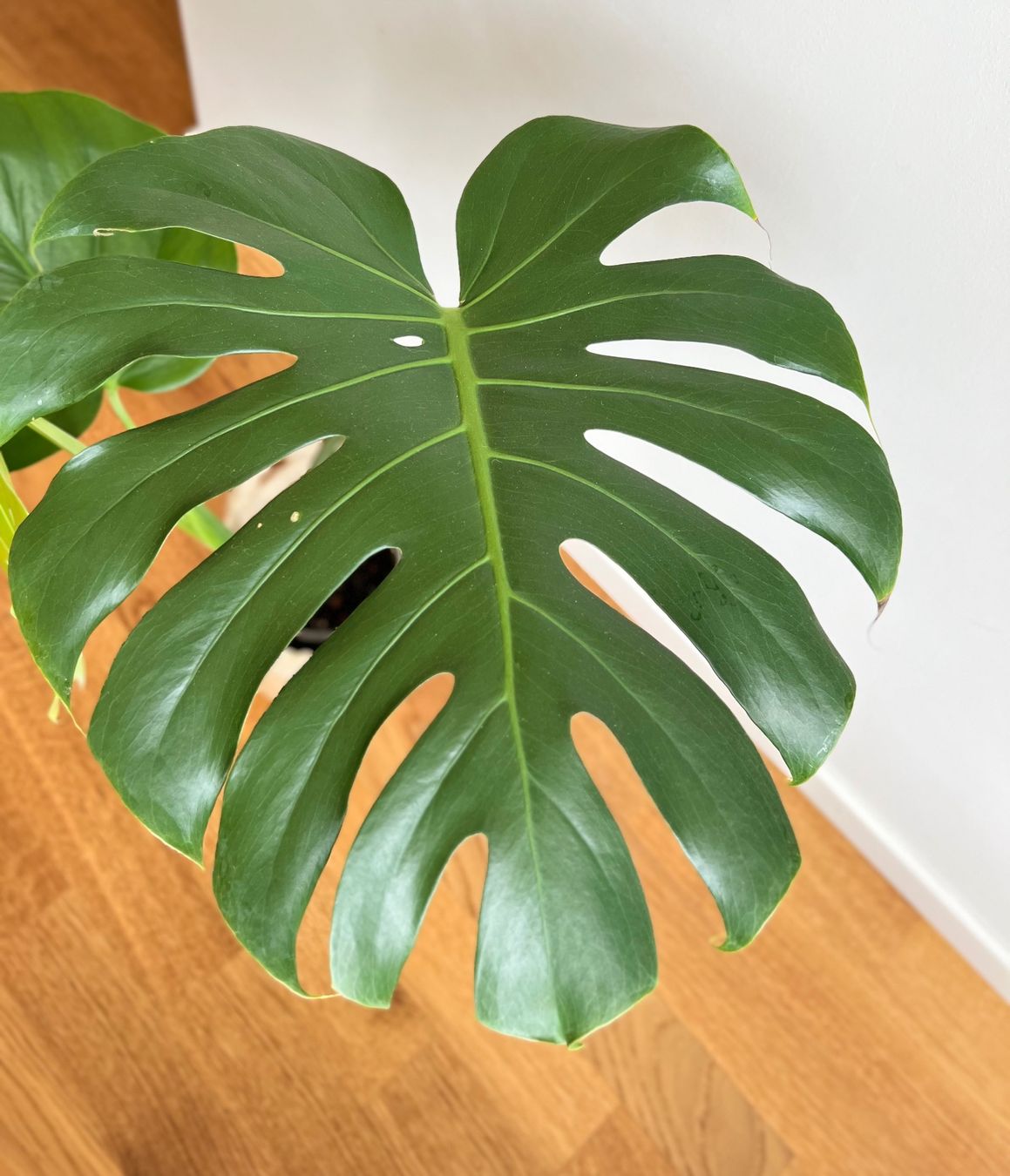 Piante & sementi: Monstera Deliciosa🤩 – Usato da Glattpark(Opfikon) venduto da ste_n99y 5
