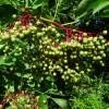 Piante & sementi: Sureau Noir  2 PLANTS  15-20cm – Nuovo (secondo la descrizione) da Bremblens venduto da FIBONACCI369 1