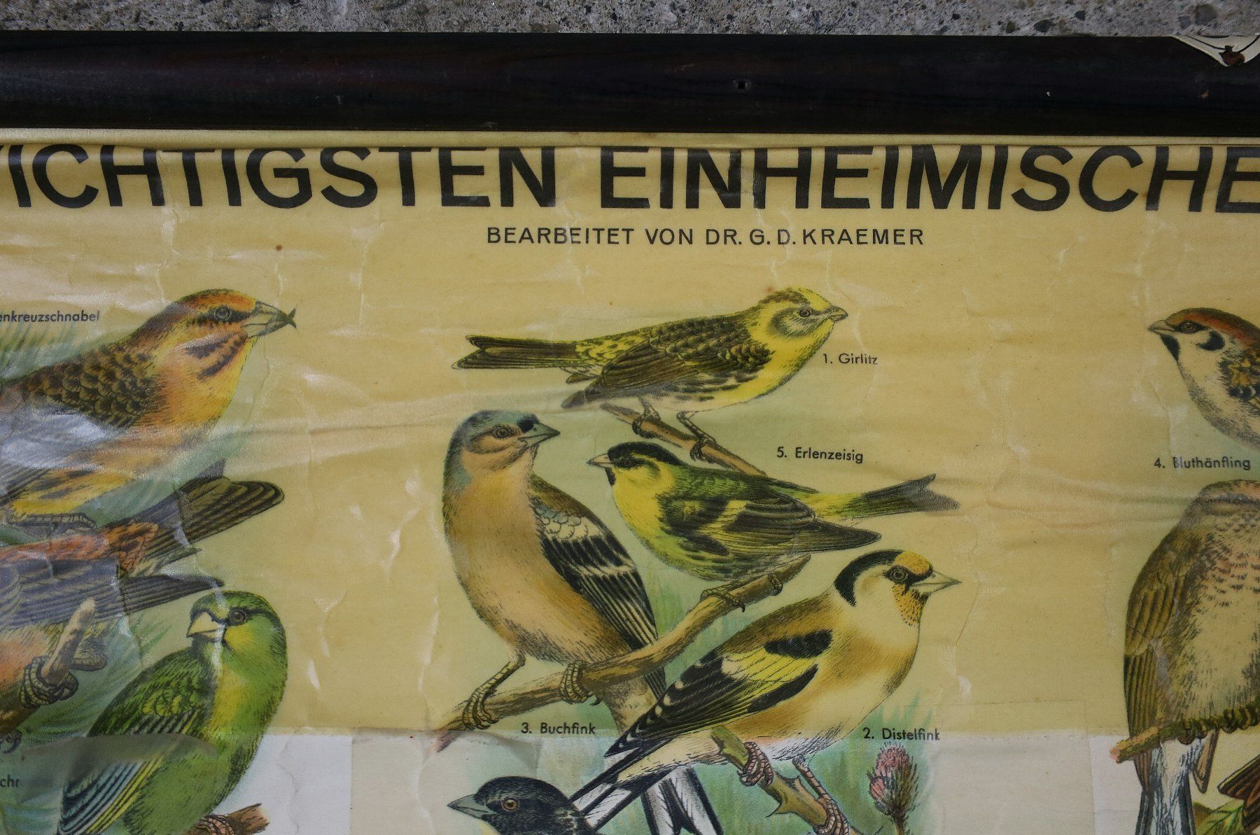 Foto & Immagini: Schulwandbild "Die wichtigsten einheimischen Vögel" – Usato da Birrwil venduto da brandschatz_birrwil 8