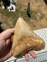 Monster Megalodon Zahn Indonesien