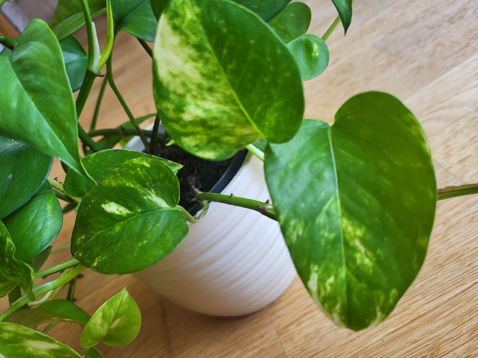Pflanzen & Samen: Epipremnum Aureum + schöne keramik übertopf – Neu (gemäss Beschreibung) aus Zürich von sahaara01 4