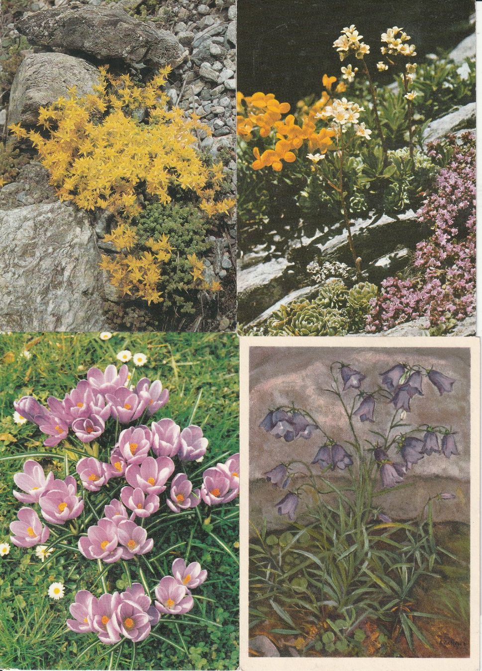 Ansichtskarten: 40 Blumenkarten – Gebraucht aus Lumbrein von made02 9