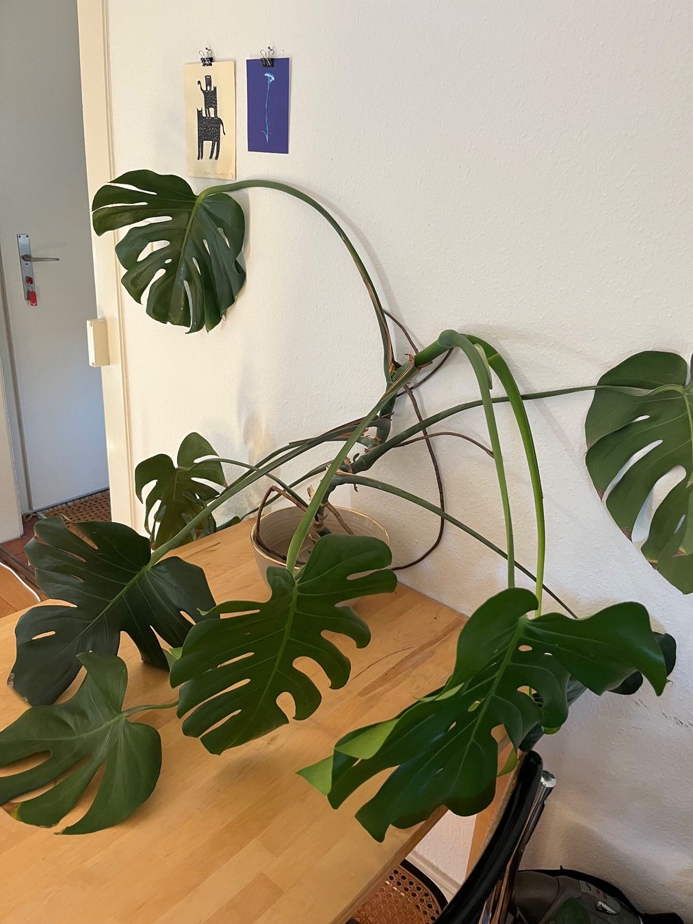 Piante & sementi: Monstera – Usato da Zürich venduto da nodnol 1