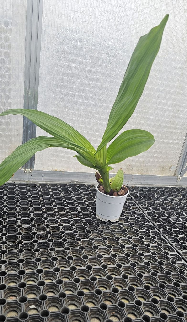 Pflanzen & Samen: Orchidee Lycaste Hybride – Gebraucht aus Jona von Smurnaya