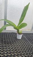 Orchidee Lycaste Hybride