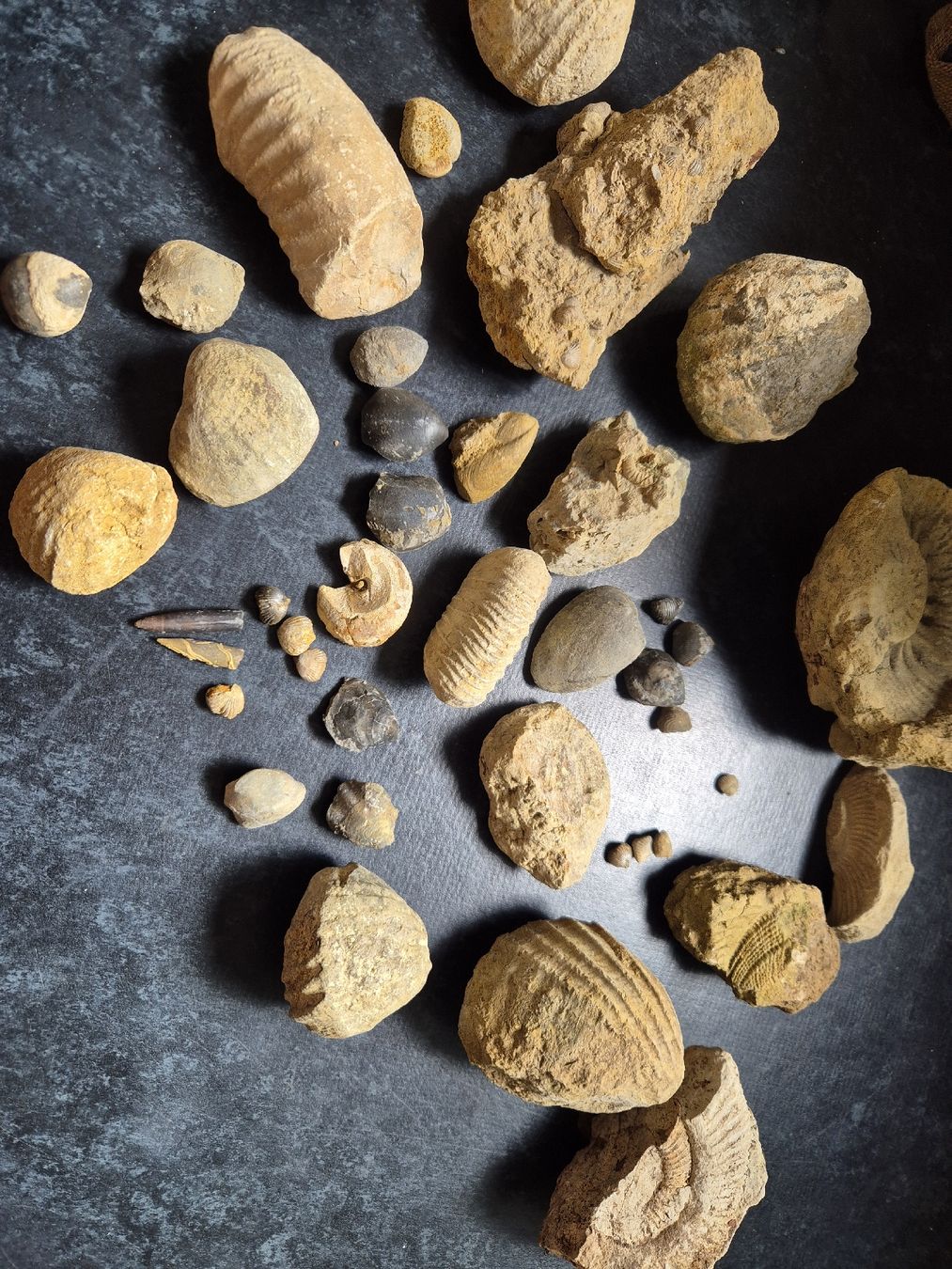 Fossiles: Diverse Fossilien  – D'occasion à Balsthal par Yukon_88 1