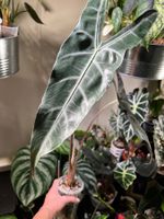 Alocasia Longiloba Lowii Rhizome 🪴🌱
