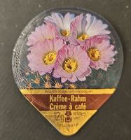 Kaffeerahmdeckel Acanthocalycium violaceum 