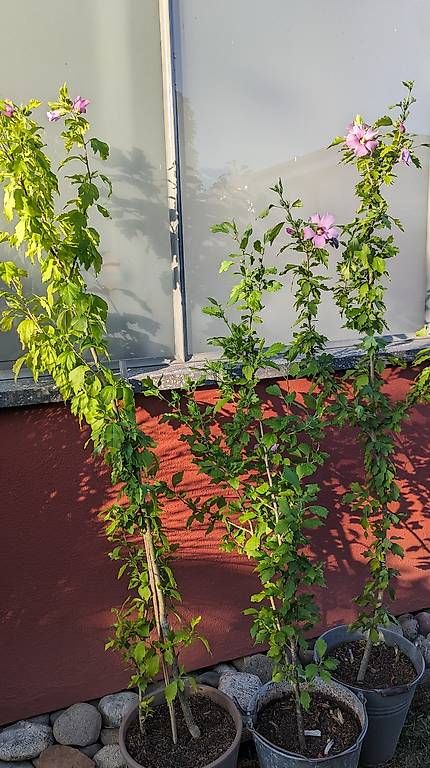 Plantes & graines: Hibiscus  – D'occasion à Möhlin par chrisscat 4