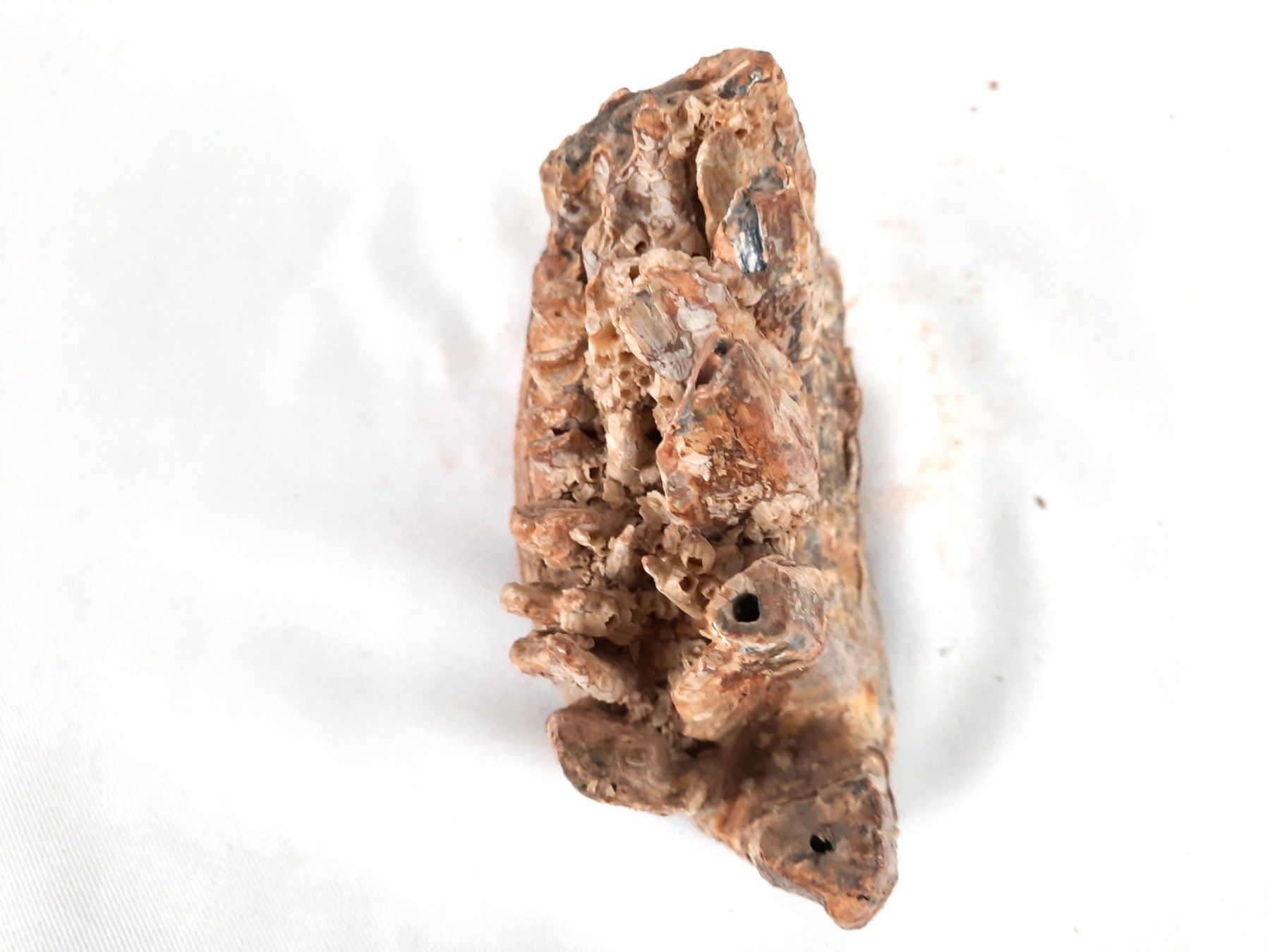 Fossili: Mammutzahn – Usato da Beinwil am See venduto da Restwert_Beinwil 2