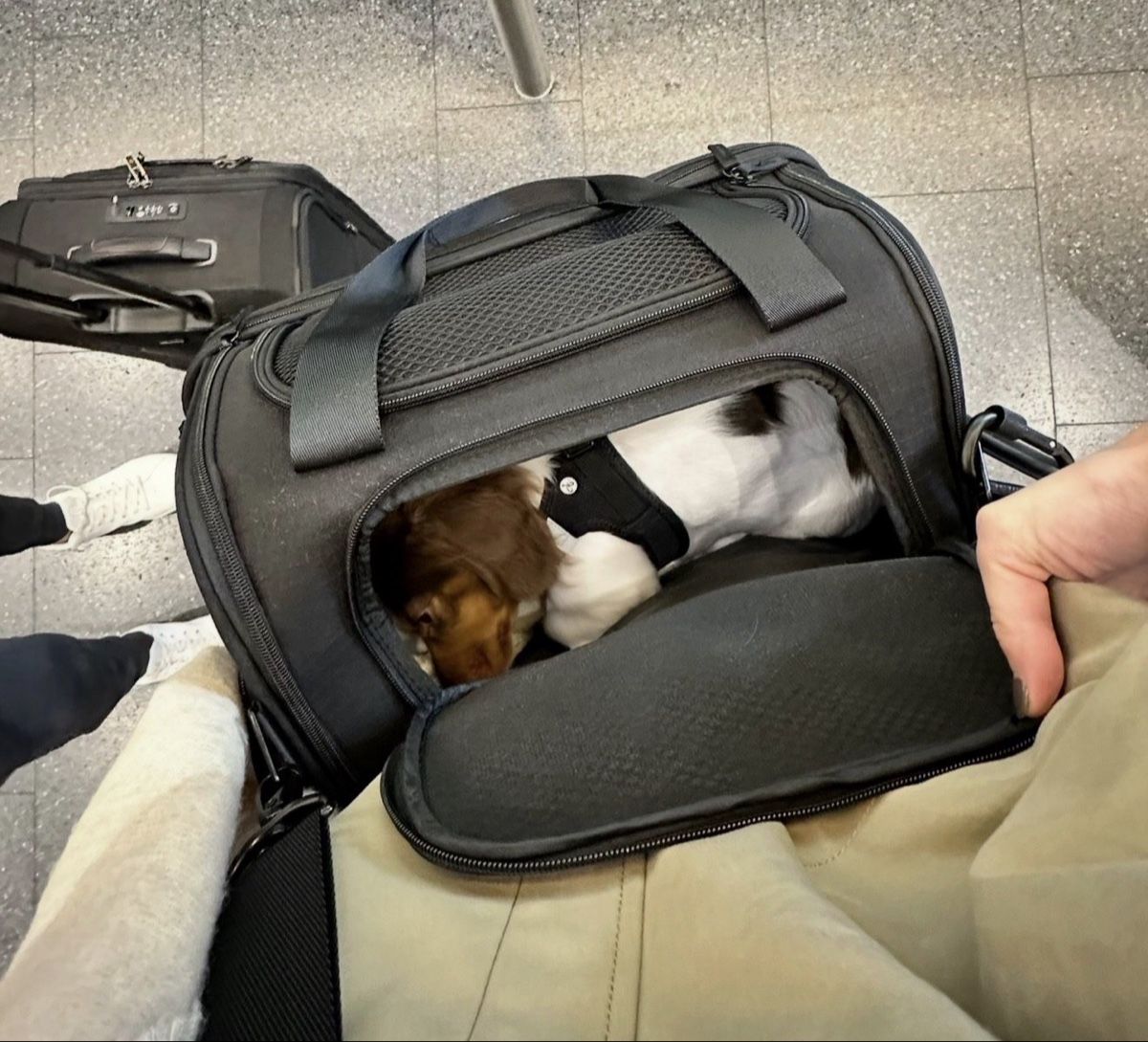 Trixie Borse: Trixie dog bag travel  – Usato da Erlenbach ZH venduto da Kevlau 3