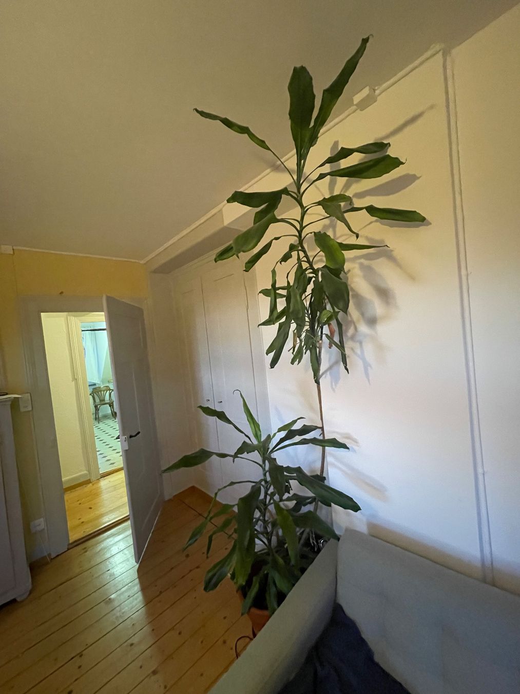 Piante & sementi: Drachenbaum (Dracaena fragrans) – Usato da Winterthur venduto da Brockenhaus03 2