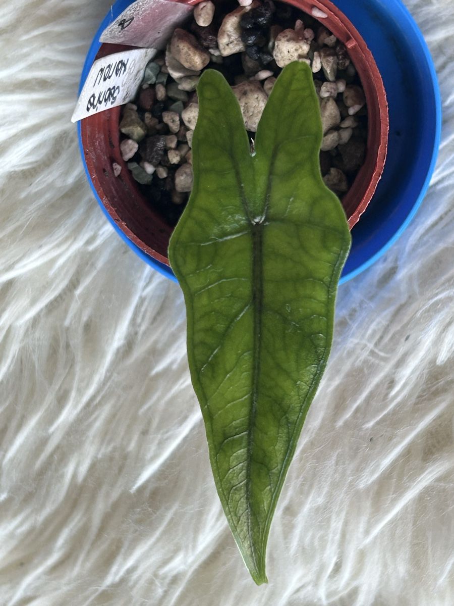 Plantes & graines: Alocasia Sabrina Narrow – Neuf (Voir description) à Scherzingen par Elefantenohr.ch 1