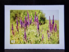 MIGROS MANIA Nature Detectives Nr. 61