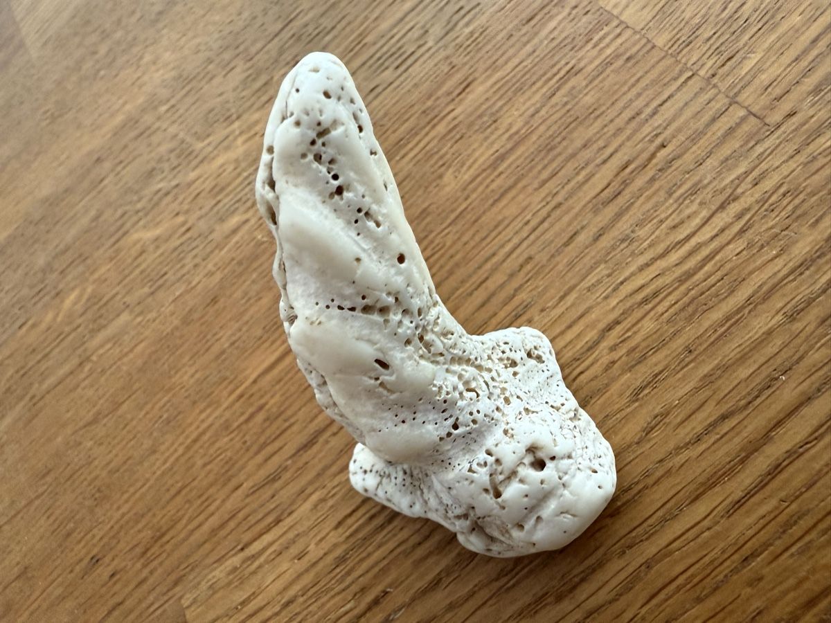 Fossili: Fossil Muschel Koralle Fund ??? – Usato da Goldach venduto da Messerguru 3