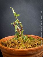 Begonia Tripartida - seltene drei-lappige Begonie im Tontopf