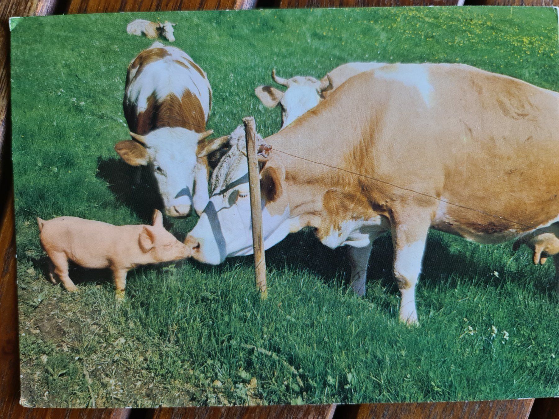 Cartoline postali: Hoftiere Kuh Schwein – Usato da Dintikon venduto da Vexi