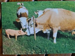Hoftiere Kuh Schwein