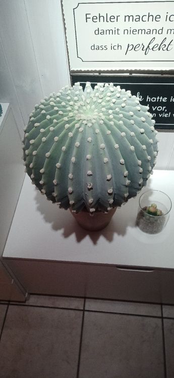 Deko Kaktus künstlich