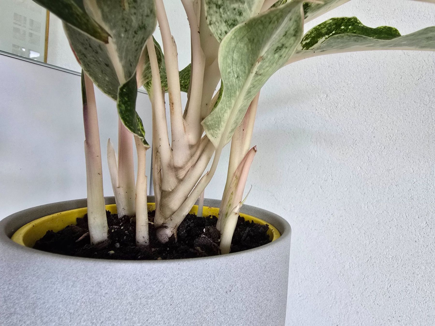 Pflanzen & Samen: Zimmerpflanze Aglaonema – Gebraucht aus Aarburg von Glitzerschein 4