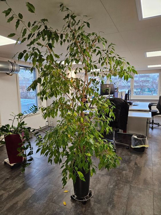 Grosse Pflanze ficus benjamina Suche dringend neues Zuhause Kaufen