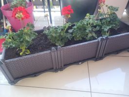 Grosser Blumenkasten mit Geranien, Top Zustand für Balkon