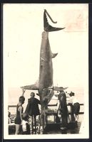 Foto-AK Fischer haben einen grossen Fang