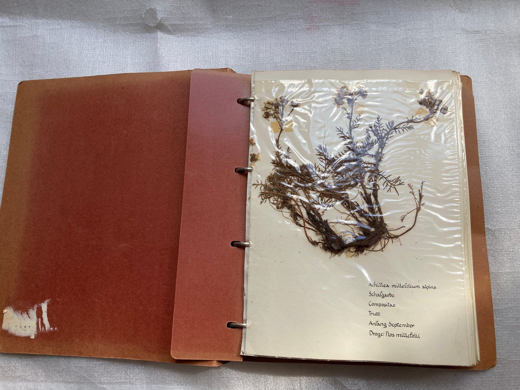 Libri: Botanisches Herbarium mit Heilpflanzen – Usato da Horgen venduto da Goros