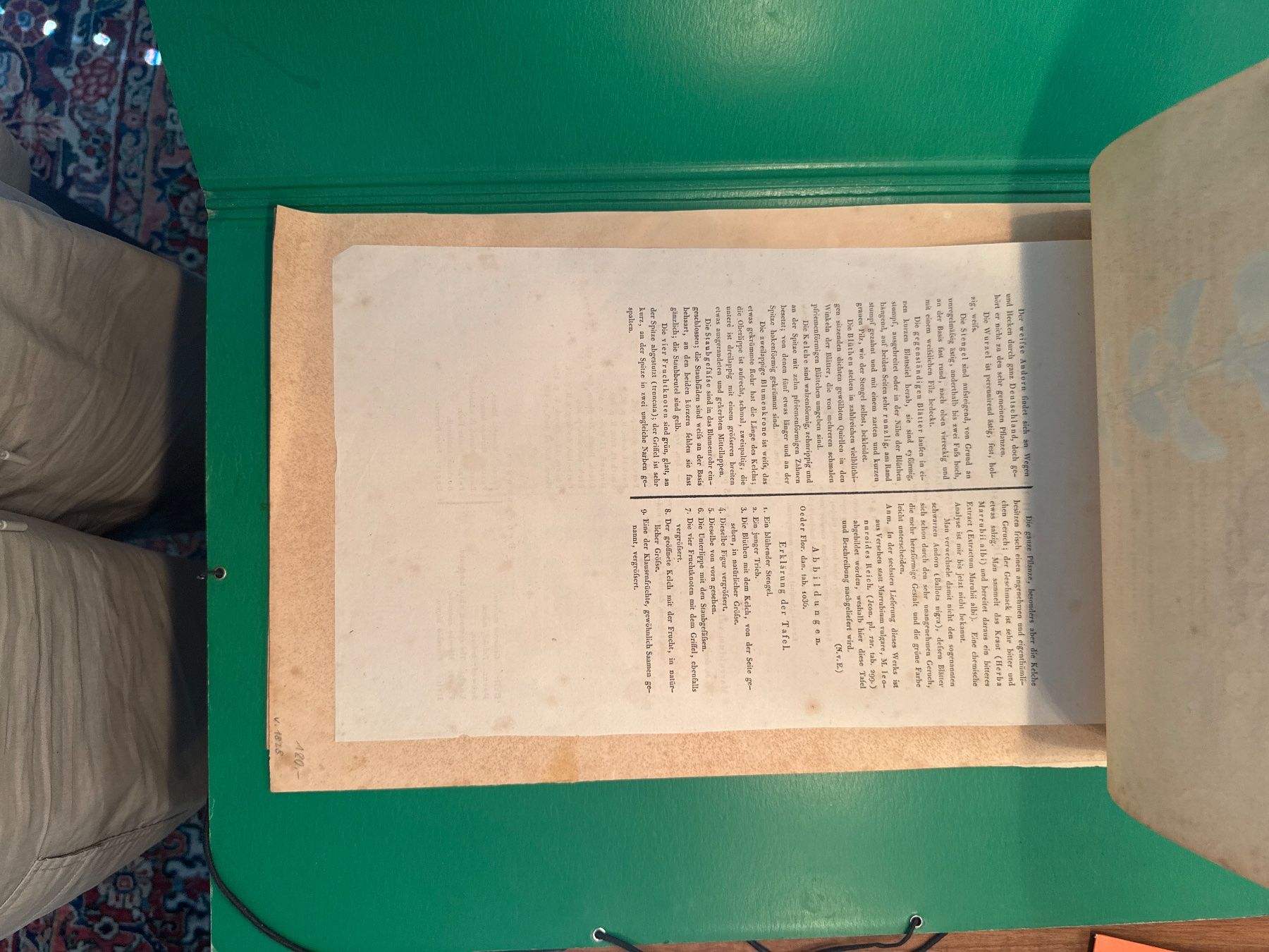 Grafiken & Lithographien: Original Botanik Drucke 1828 – Gebraucht aus Männedorf von magiundmerlin 2