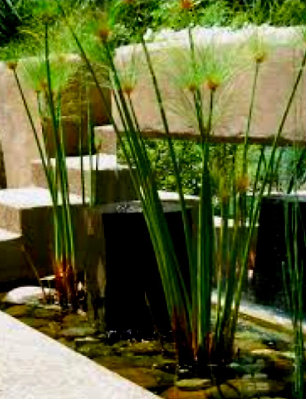 Piante & sementi: Ab 5.- fr  5 Samen Ägyptischer Papyrus "CYPERUS" – Nuovo e nell'imballaggio originale da Rovio venduto da POSITIFFARTandPLANTS 1