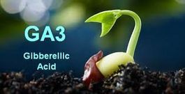 Acide gibbérellique GA3 Germinatif naturel 10gr