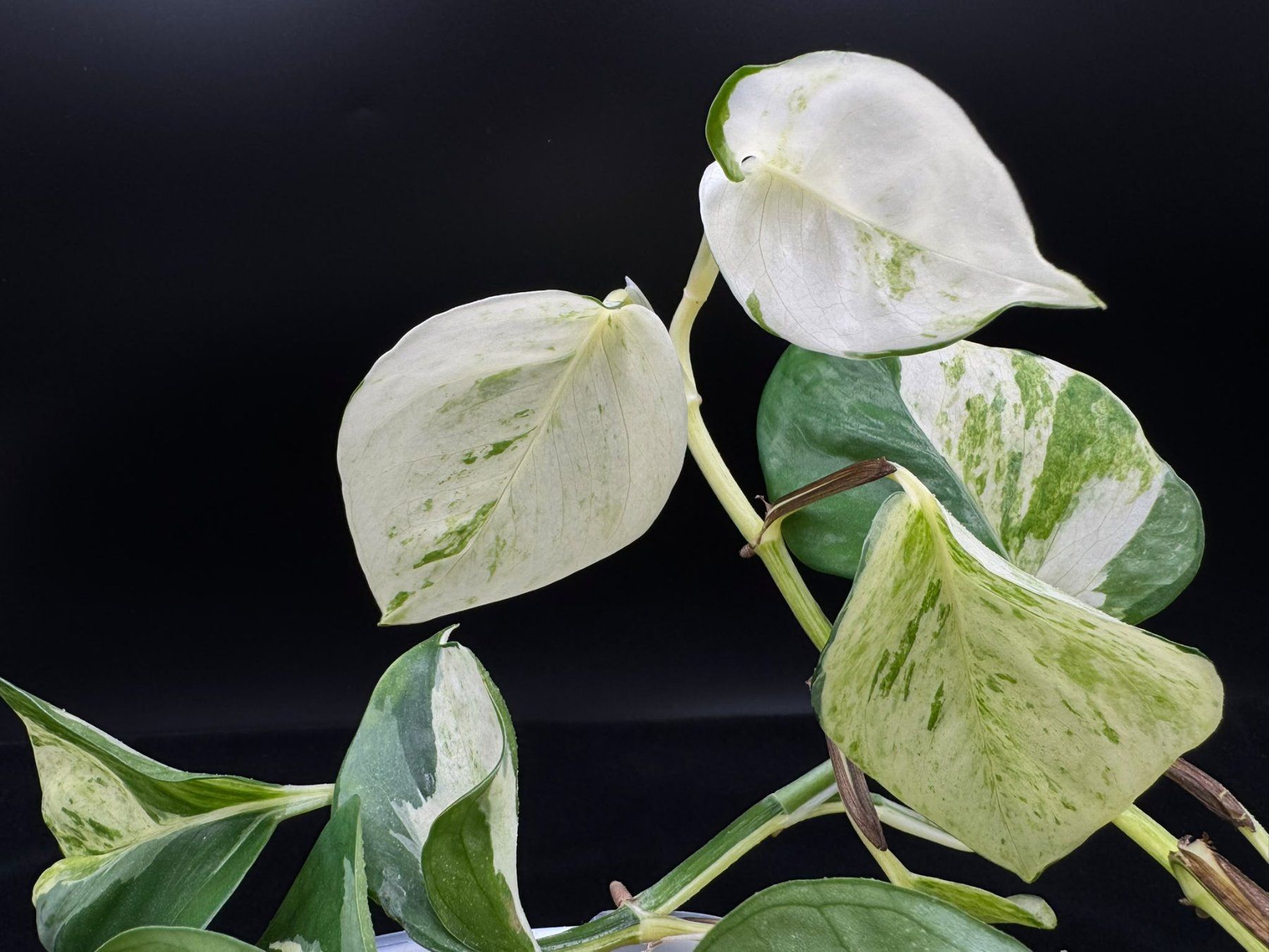Pflanzen & Samen: Epipremnum aureum 'Manjula' in Semihydro – Neu (gemäss Beschreibung) aus Bühler von googelibear 1